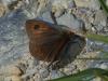 Erebia cassioides